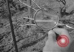 Image of vineyards of Crimea in spring Crimea Ukraine, 1947, second 54 stock footage video 65675054026