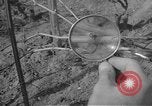 Image of vineyards of Crimea in spring Crimea Ukraine, 1947, second 55 stock footage video 65675054026