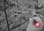 Image of vineyards of Crimea in spring Crimea Ukraine, 1947, second 56 stock footage video 65675054026