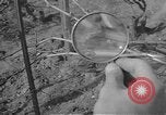 Image of vineyards of Crimea in spring Crimea Ukraine, 1947, second 57 stock footage video 65675054026
