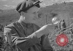 Image of vineyards of Crimea in spring Crimea Ukraine, 1947, second 60 stock footage video 65675054026