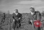 Image of vineyards of Crimea in spring Crimea Ukraine, 1947, second 62 stock footage video 65675054026