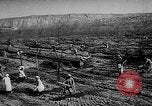 Image of Horticulture in USSR Russia Soviet Union, 1949, second 22 stock footage video 65675054030