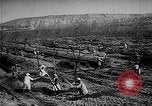 Image of Horticulture in USSR Russia Soviet Union, 1949, second 23 stock footage video 65675054030