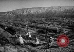 Image of Horticulture in USSR Russia Soviet Union, 1949, second 24 stock footage video 65675054030