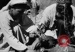 Image of Horticulture in USSR Russia Soviet Union, 1949, second 45 stock footage video 65675054030