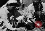 Image of Horticulture in USSR Russia Soviet Union, 1949, second 46 stock footage video 65675054030