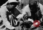 Image of Horticulture in USSR Russia Soviet Union, 1949, second 47 stock footage video 65675054030