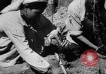 Image of Horticulture in USSR Russia Soviet Union, 1949, second 48 stock footage video 65675054030