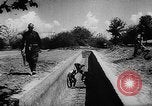 Image of Horticulture in USSR Russia Soviet Union, 1949, second 58 stock footage video 65675054030