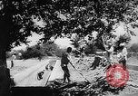Image of Horticulture in USSR Russia Soviet Union, 1949, second 59 stock footage video 65675054030