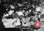 Image of Horticulture in USSR Russia Soviet Union, 1949, second 60 stock footage video 65675054030