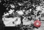 Image of Horticulture in USSR Russia Soviet Union, 1949, second 61 stock footage video 65675054030