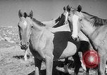 Standbild Kirgisien kirgisischen Sozialistischen Republik, 1946, aus Sekunde 15 historischem Filmmaterial Videoclip 65675054037