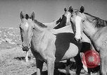 Standbild Kirgisien kirgisischen Sozialistischen Republik, 1946, aus Sekunde 16 historischem Filmmaterial Videoclip 65675054037