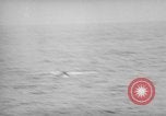 Standbild USS philippinischen Meer Korea, 1950, aus Sekunde 54 historischem Filmmaterial Videoclip 65675054052