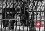 Image of Families at Central Park Zoo New York City USA, 1948, second 29 stock footage video 65675054120