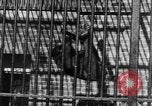 Image of Families at Central Park Zoo New York City USA, 1948, second 30 stock footage video 65675054120