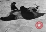 Image of Families at Central Park Zoo New York City USA, 1948, second 36 stock footage video 65675054120