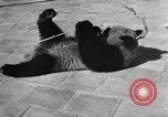 Image of Families at Central Park Zoo New York City USA, 1948, second 37 stock footage video 65675054120