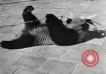 Image of Families at Central Park Zoo New York City USA, 1948, second 38 stock footage video 65675054120