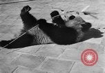 Image of Families at Central Park Zoo New York City USA, 1948, second 39 stock footage video 65675054120