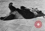 Image of Families at Central Park Zoo New York City USA, 1948, second 40 stock footage video 65675054120