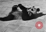 Image of Families at Central Park Zoo New York City USA, 1948, second 41 stock footage video 65675054120