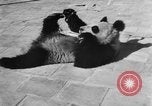 Image of Families at Central Park Zoo New York City USA, 1948, second 42 stock footage video 65675054120