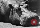 Image of Families at Central Park Zoo New York City USA, 1948, second 46 stock footage video 65675054120