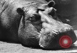 Image of Families at Central Park Zoo New York City USA, 1948, second 47 stock footage video 65675054120