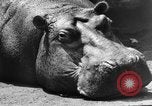 Image of Families at Central Park Zoo New York City USA, 1948, second 51 stock footage video 65675054120