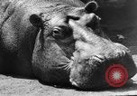Image of Families at Central Park Zoo New York City USA, 1948, second 52 stock footage video 65675054120