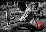 Image of Japanese cemetery Okinawa Ryukyu Islands, 1955, second 21 stock footage video 65675054146