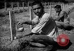 Image of Japanese cemetery Okinawa Ryukyu Islands, 1955, second 23 stock footage video 65675054146