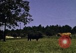 Immagine di Pascoli Georgia United States USA, 1950, secondo 28 filmato di repertorio 65675054181