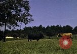 Immagine di Pascoli Georgia United States USA, 1950, secondo 29 filmato di repertorio 65675054181