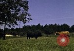 Immagine di Pascoli Georgia United States USA, 1950, secondo 30 filmato di repertorio 65675054181