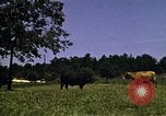 Immagine di Pascoli Georgia United States USA, 1950, secondo 31 filmato di repertorio 65675054181