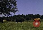 Immagine di Pascoli Georgia United States USA, 1950, secondo 33 filmato di repertorio 65675054181
