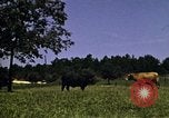 Immagine di Pascoli Georgia United States USA, 1950, secondo 35 filmato di repertorio 65675054181