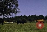 Immagine di Pascoli Georgia United States USA, 1950, secondo 38 filmato di repertorio 65675054181