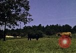Immagine di Pascoli Georgia United States USA, 1950, secondo 39 filmato di repertorio 65675054181