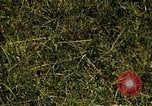 Immagine di Pascoli Georgia United States USA, 1950, secondo 54 filmato di repertorio 65675054181