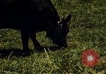 Immagine di Pascoli Georgia United States USA, 1950, secondo 59 filmato di repertorio 65675054181