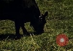 Immagine di Pascoli Georgia United States USA, 1950, secondo 60 filmato di repertorio 65675054181
