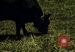Immagine di Pascoli Georgia United States USA, 1950, secondo 61 filmato di repertorio 65675054181
