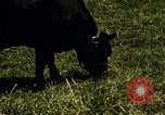 Immagine di Pascoli Georgia United States USA, 1950, secondo 62 filmato di repertorio 65675054181