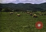 Image of pastures Georgia United States USA, 1950, second 39 stock footage video 65675054182