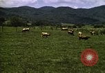 Image of pastures Georgia United States USA, 1950, second 40 stock footage video 65675054182